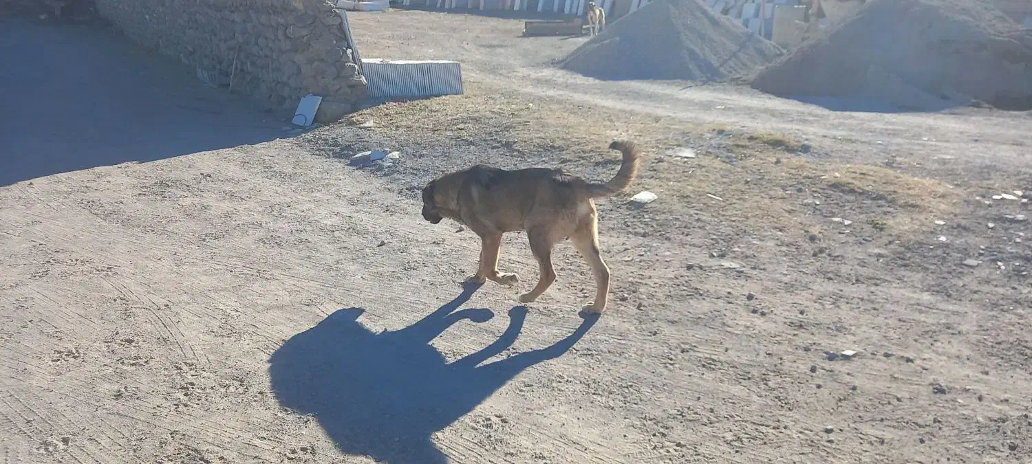 سگ گم شده|حیوانات|مشگین شهر, |دیوار