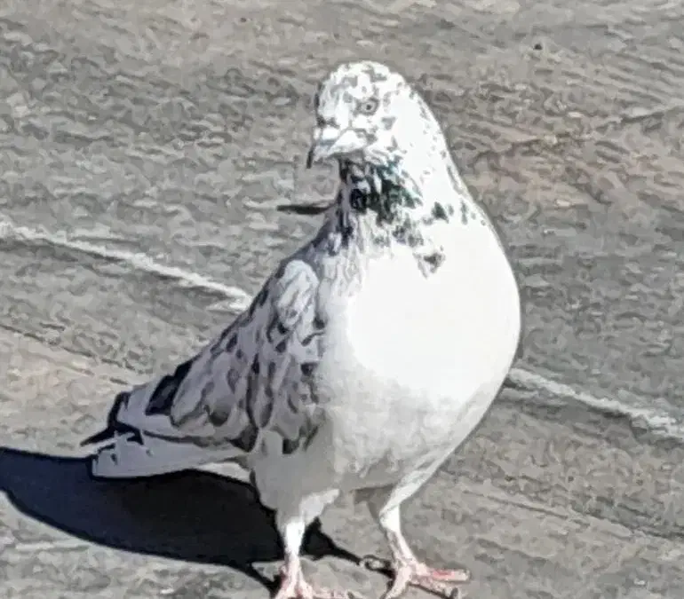 ۳تا کفتر غریب گیری|حیوانات|کرج, کیانمهر|دیوار