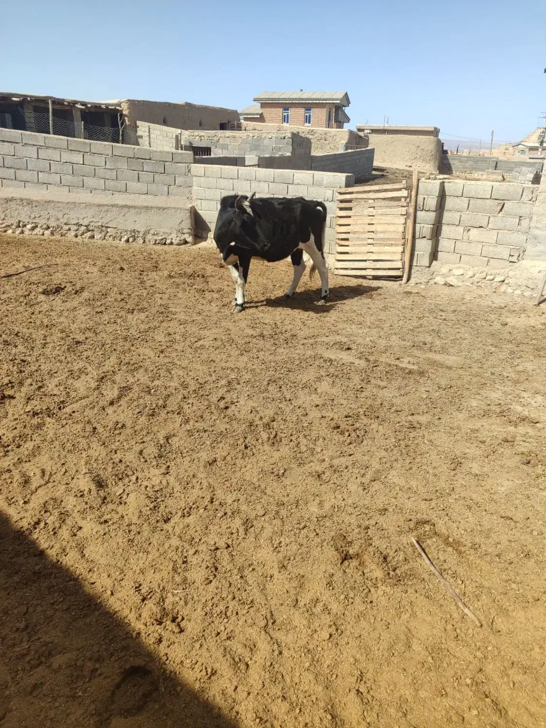 گاو|حیوانات مزرعه|گلی داغ, |دیوار