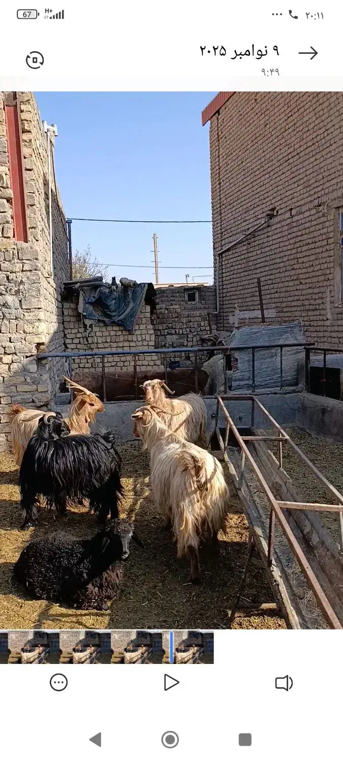 6راس بز و چپش بز|حیوانات مزرعه|جعفرآباد, |دیوار