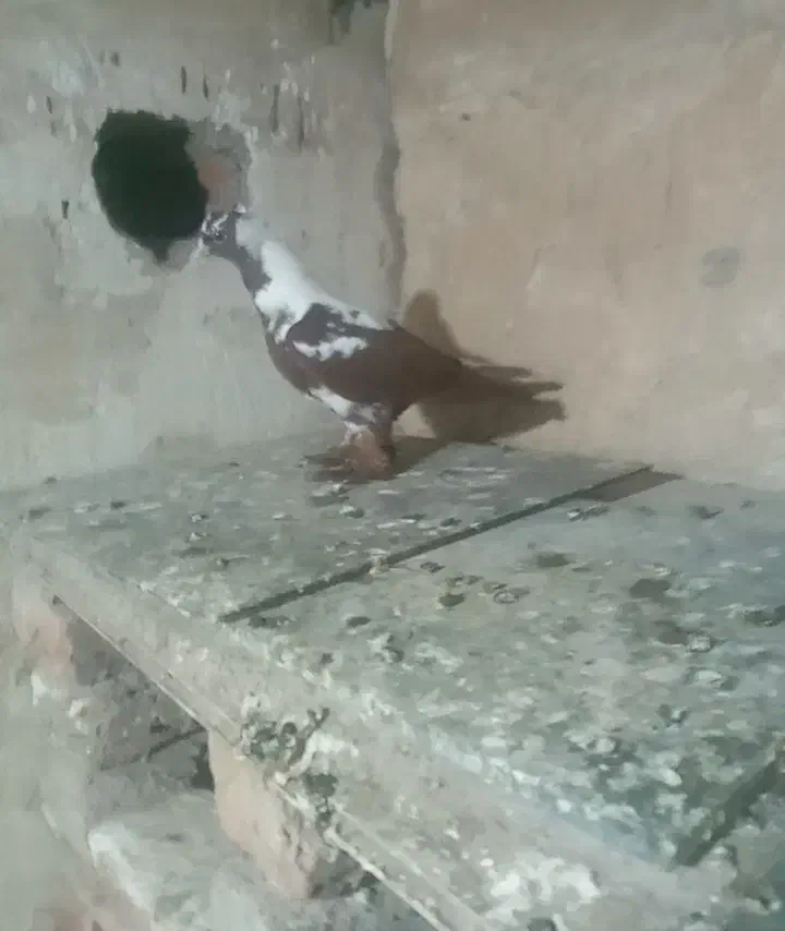 جوجه|پرنده|اردبیل, |دیوار