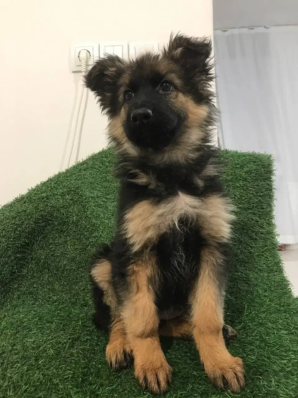 توله ژرمن شپرد شولاین به صورت چکی|سگ|گلپایگان, |دیوار