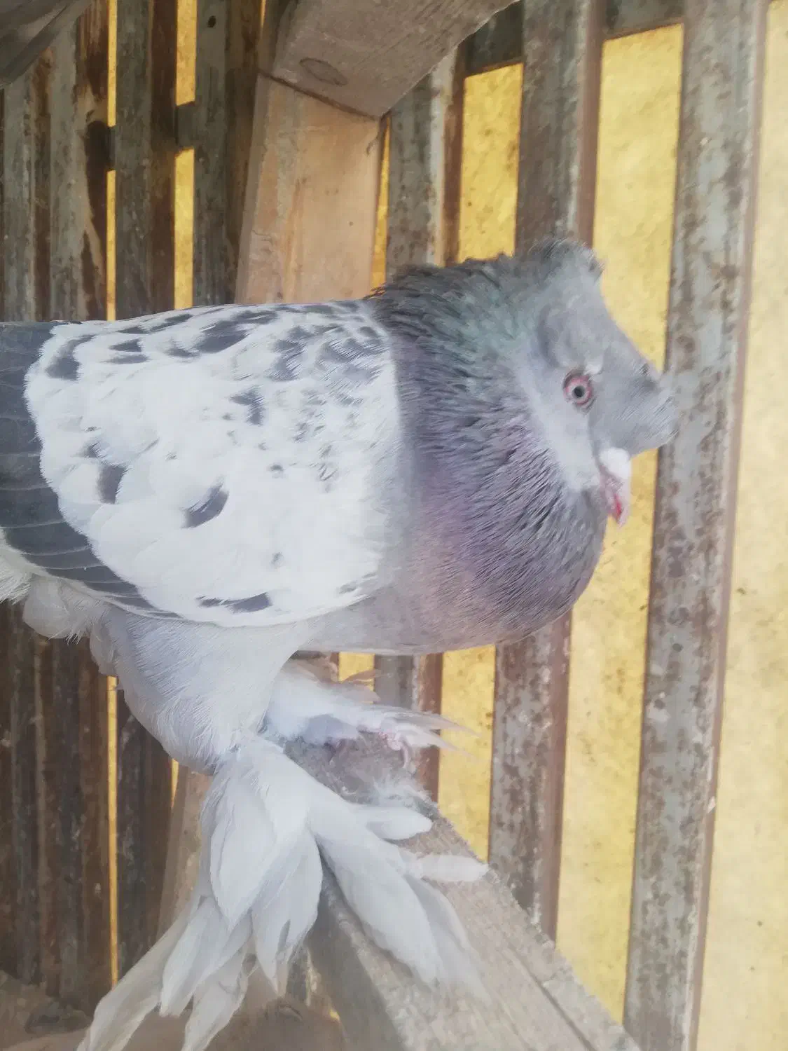 سوسنی ونکی|پرنده|شیراز, نیستان|دیوار