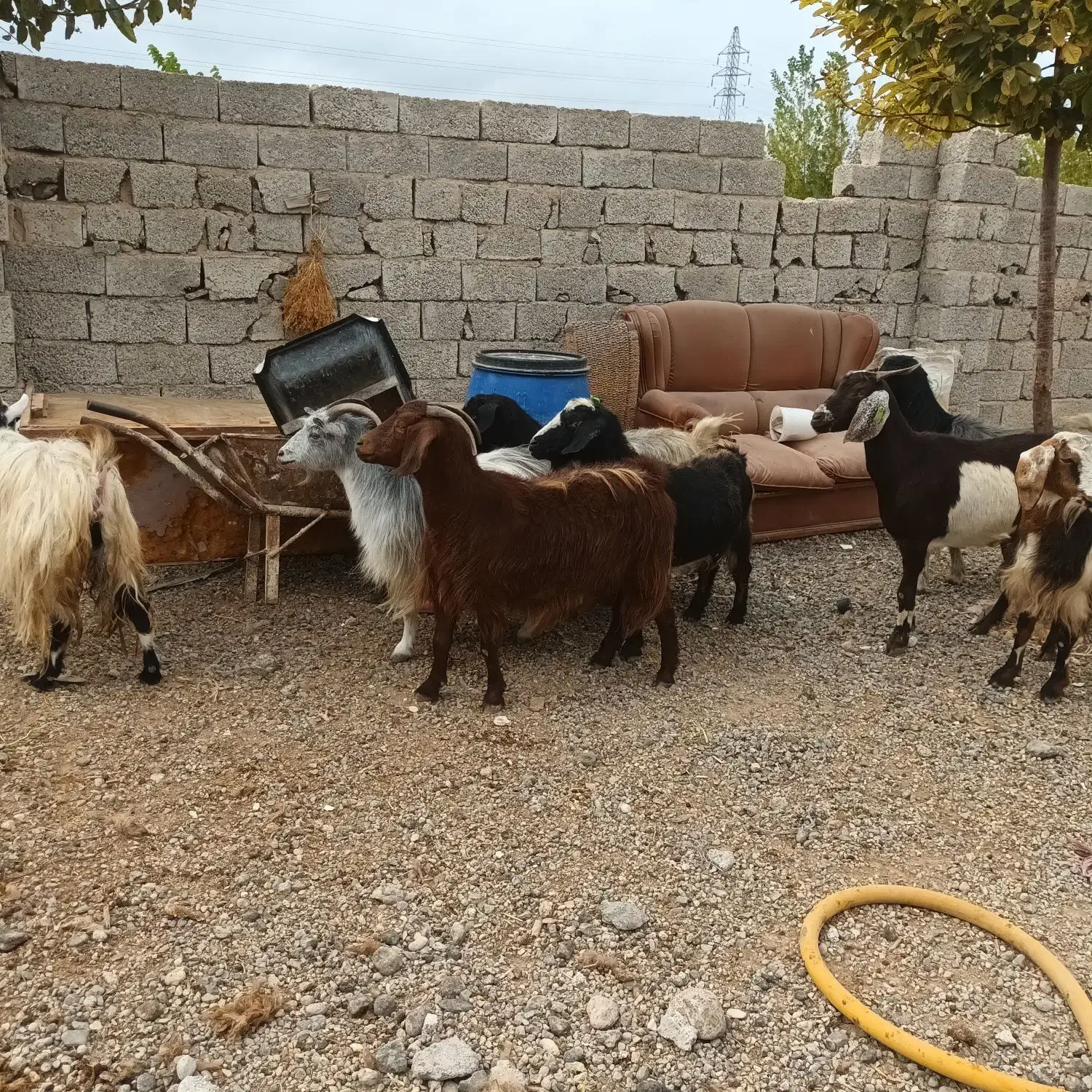 بز ماده جوان شیری|حیوانات مزرعه|اردبیل, |دیوار