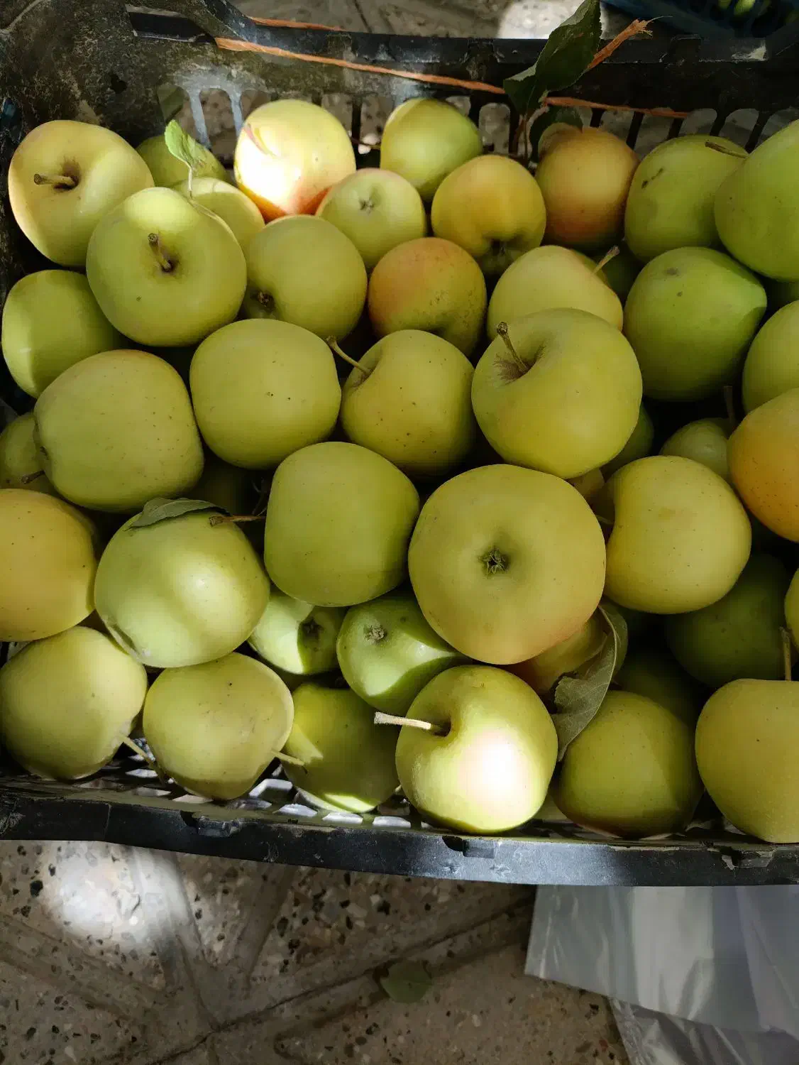سیب زرد|خوردنی و آشامیدنی|شیروان (خراسان), |دیوار