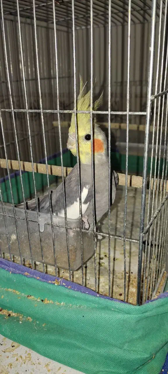 فروش و معاوضه تعدادی پرنده|پرنده|کرمان, |دیوار