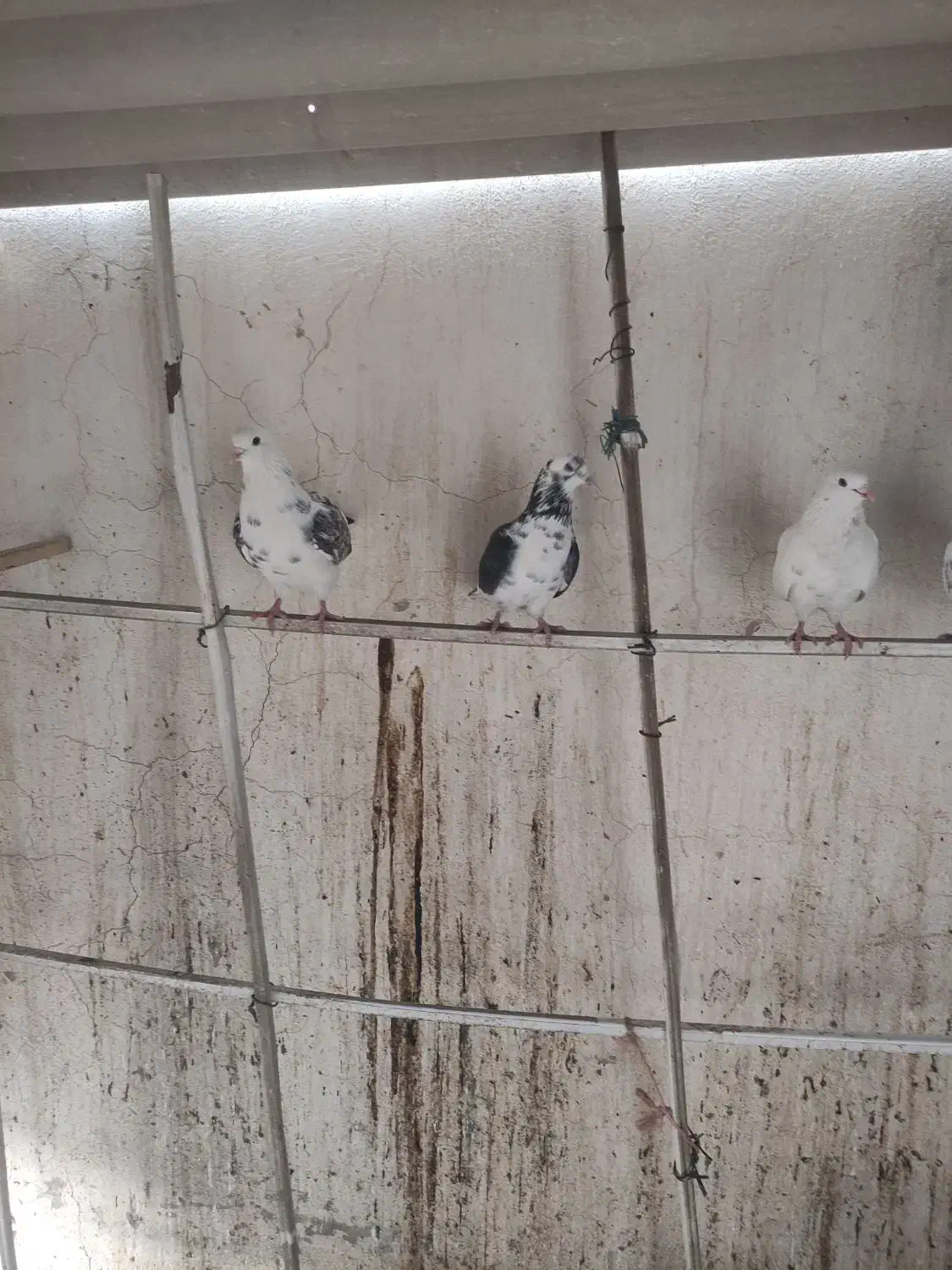 کبوتر پرشی|پرنده|کهریزک, |دیوار