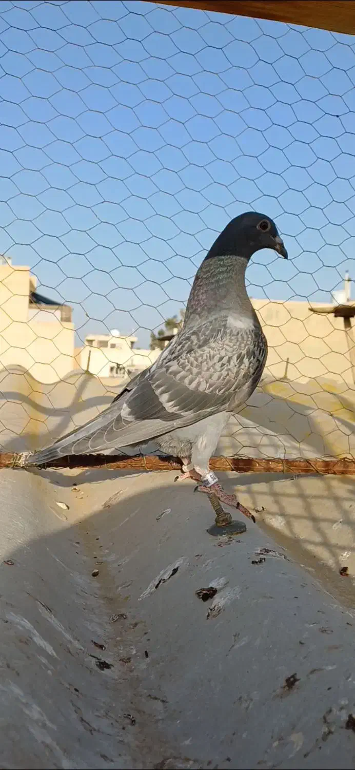 نر پلاکی|پرنده|اصفهان, دستگرده|دیوار