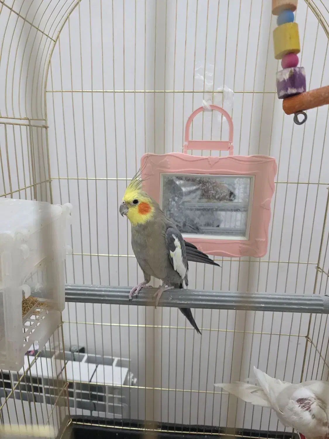 دو عروس هلندی سخنگو|پرنده|تربت‌حیدریه, حسنی بالا|دیوار