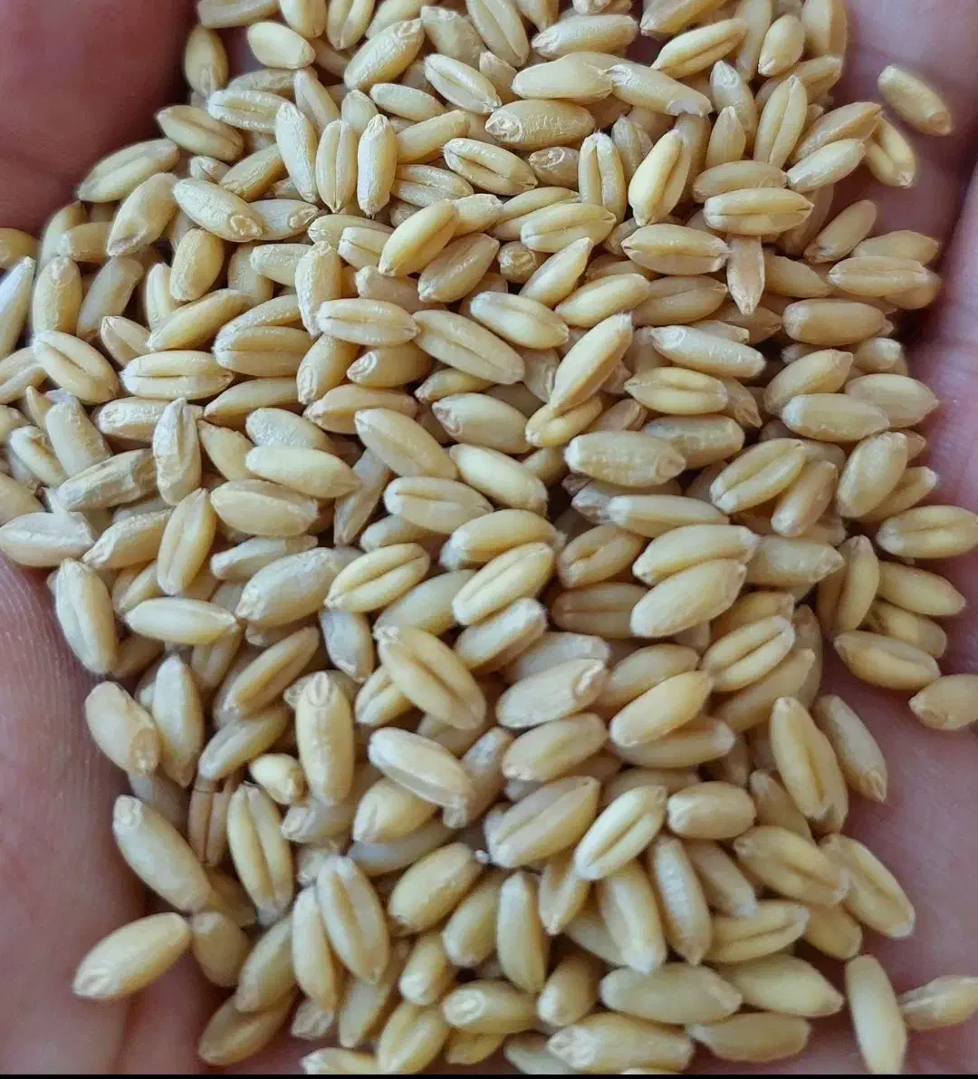 گندم دیم امریکایی|گل و گیاه طبیعی|شراء, |دیوار