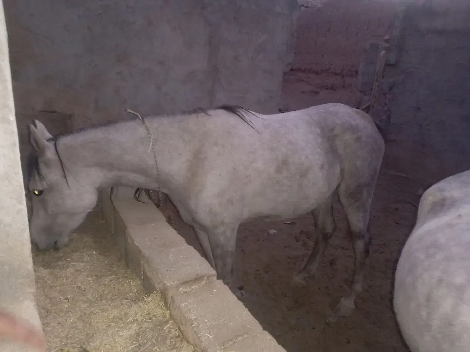 اسب|اسب و تجهیزات اسبسواری|نجفآباد, قلعه سفید|دیوار