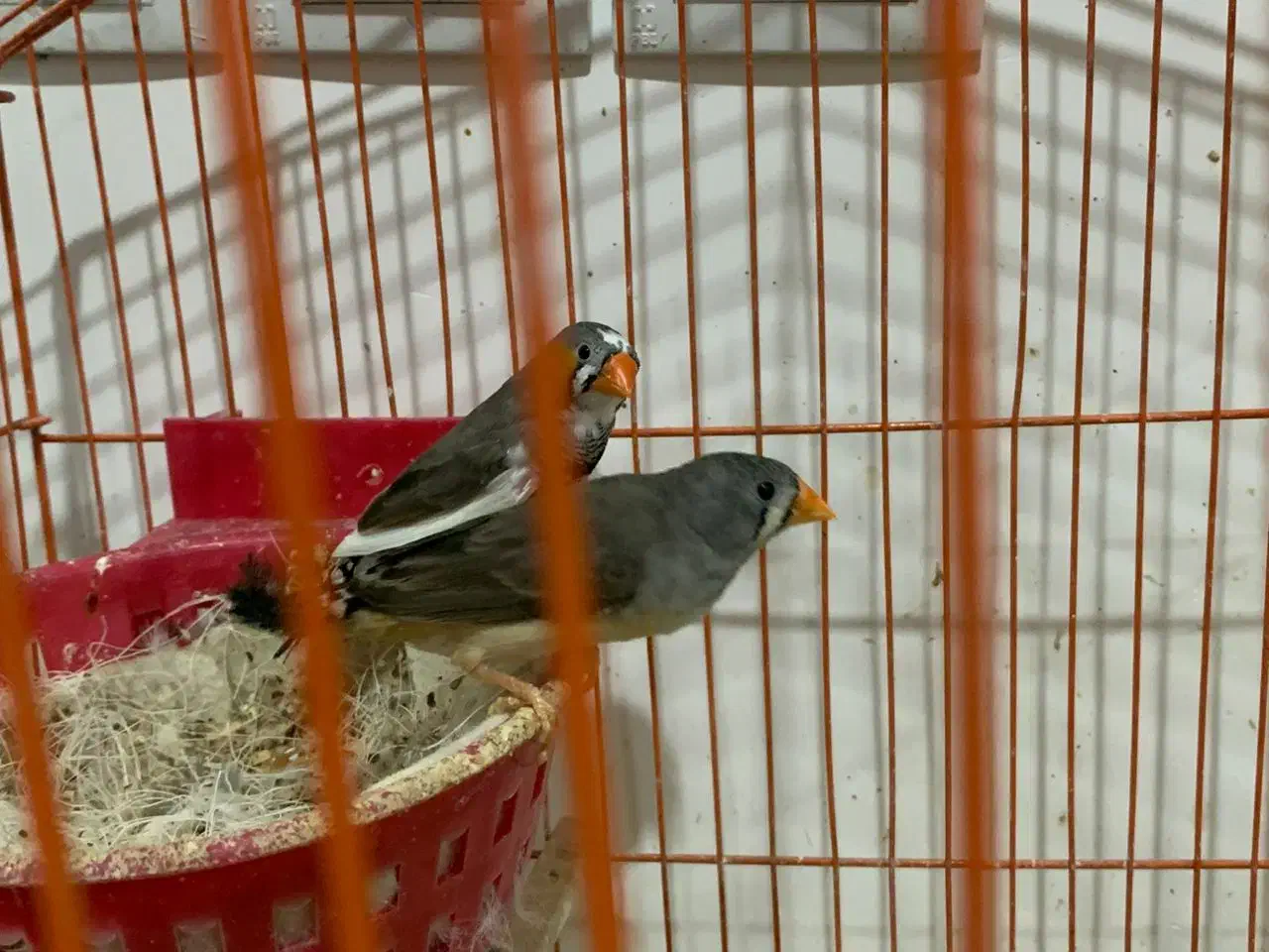 فنج زبرا|پرنده|اهواز, معین زاده|دیوار