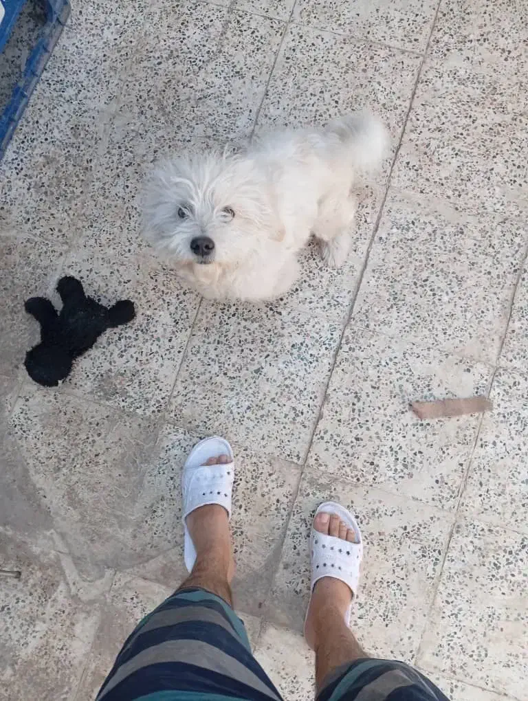 سگ شیتزو|سگ|کرمان, |دیوار