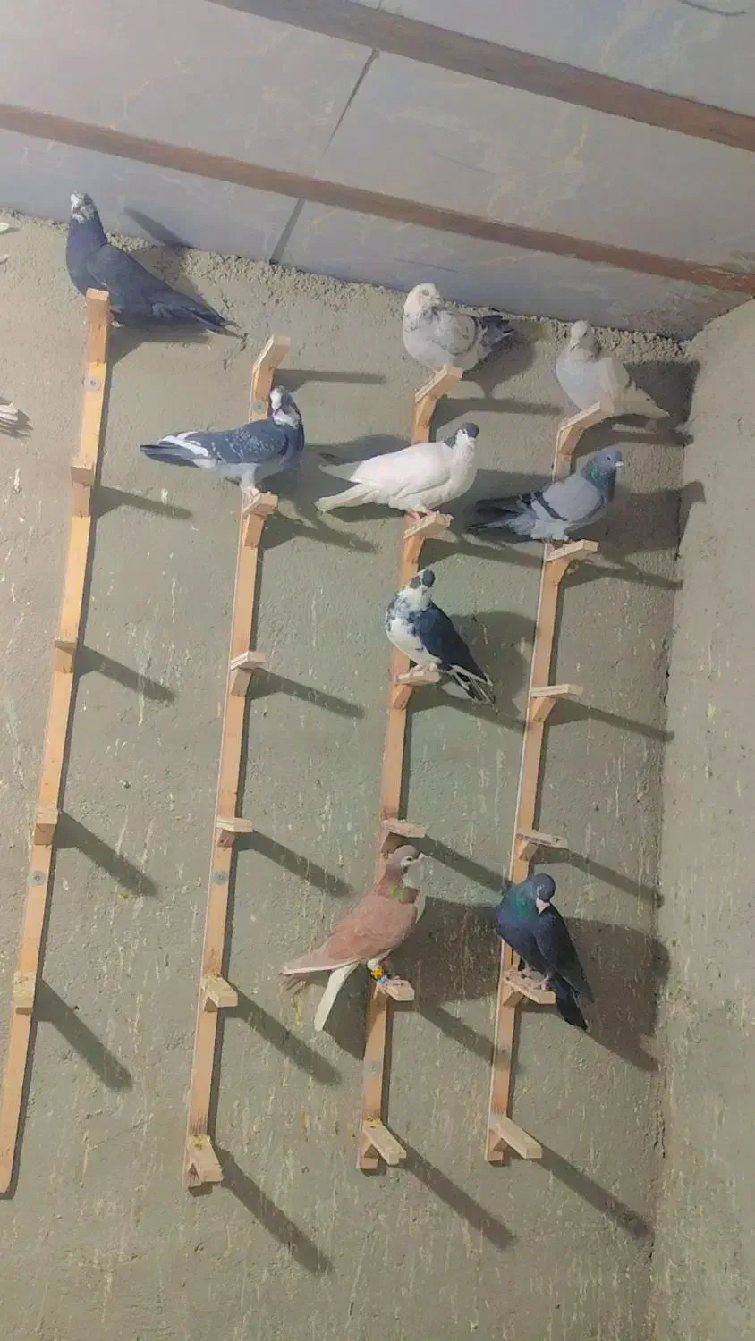 کبوتر|پرنده|ملک‌آباد, |دیوار