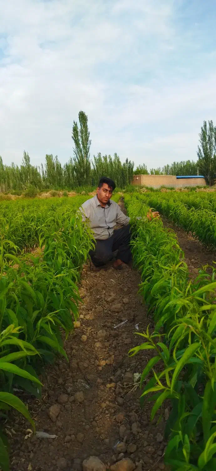 نهالستان چم در میاندوآب|خدمات باغبانی و درختکاری|تبریز, |دیوار