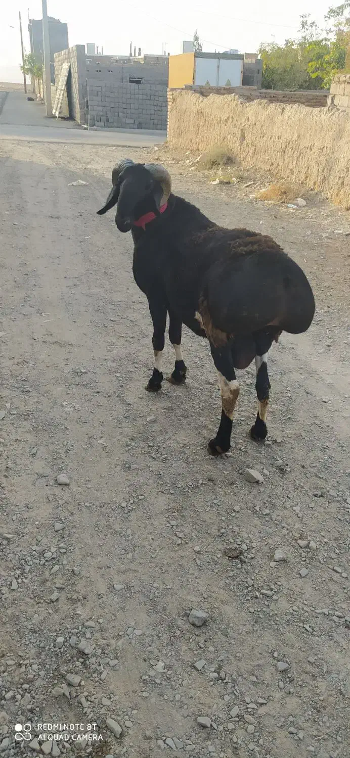 قوچ چینی میش چینی بره قوچ|حیوانات مزرعه|تربت جام, شهرک آزادگان|دیوار
