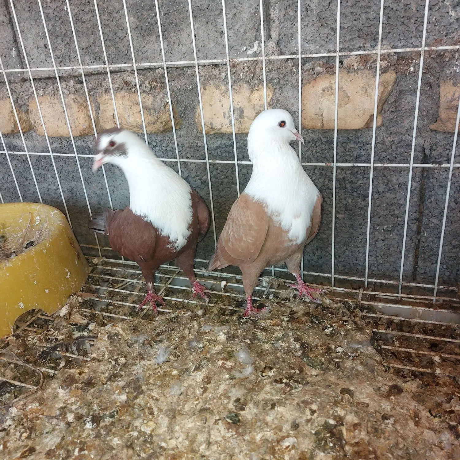 کله سفید|پرنده|دوگنبدان, |دیوار