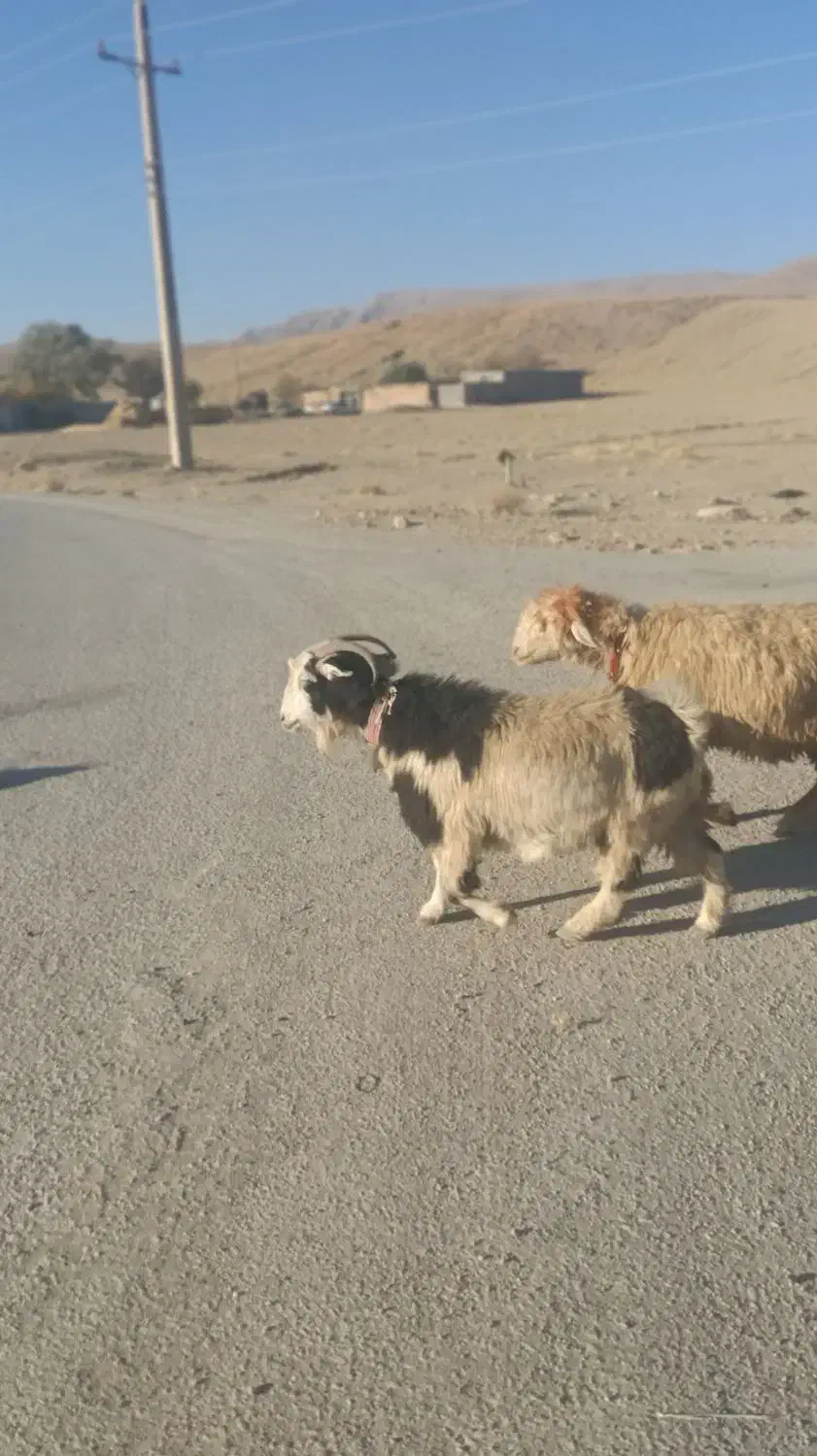 9راس  بز درجع یک|حیوانات مزرعه|بروجن, |دیوار