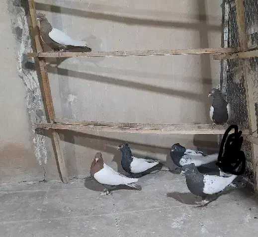 کفتررنگی|پرنده|قم, گلزار|دیوار