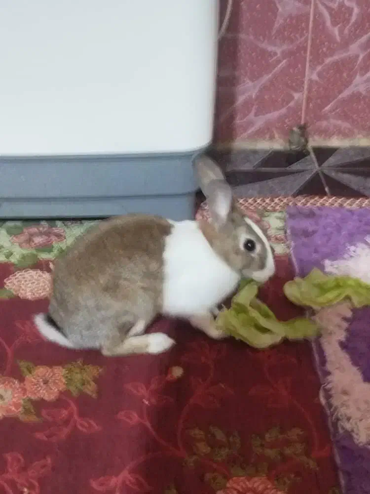 خرگوش|موش و خرگوش|بندر ماهشهر, |دیوار