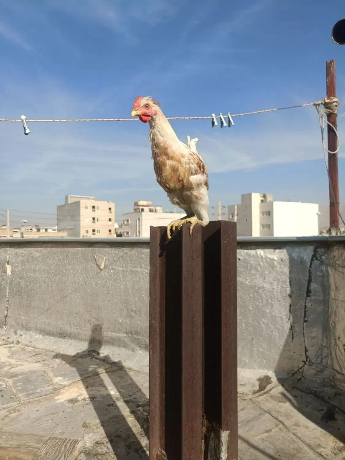 فروش خروس محلی اصل|حیوانات مزرعه|شیراز, تندگویان|دیوار