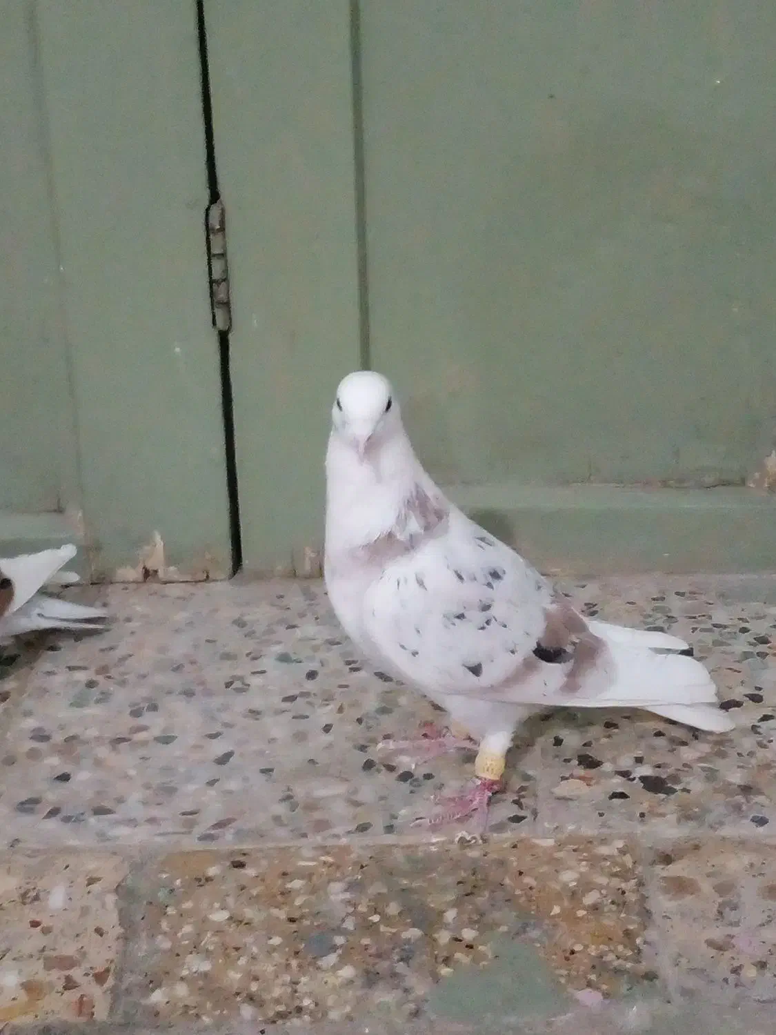 کبوتر|پرنده|خرم‌آباد, |دیوار