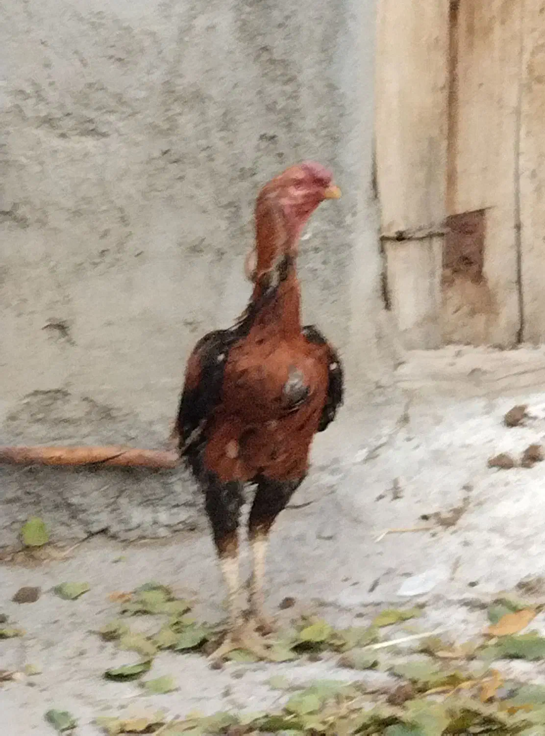 خروس لاری|حیوانات مزرعه|مهربان, |دیوار