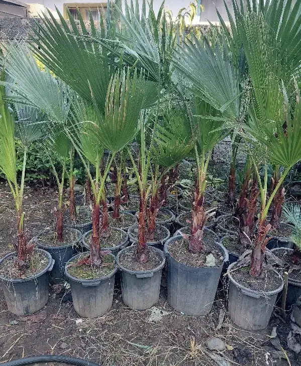 گل و گیاه|خدمات باغبانی و درختکاری|چابکسر, |دیوار