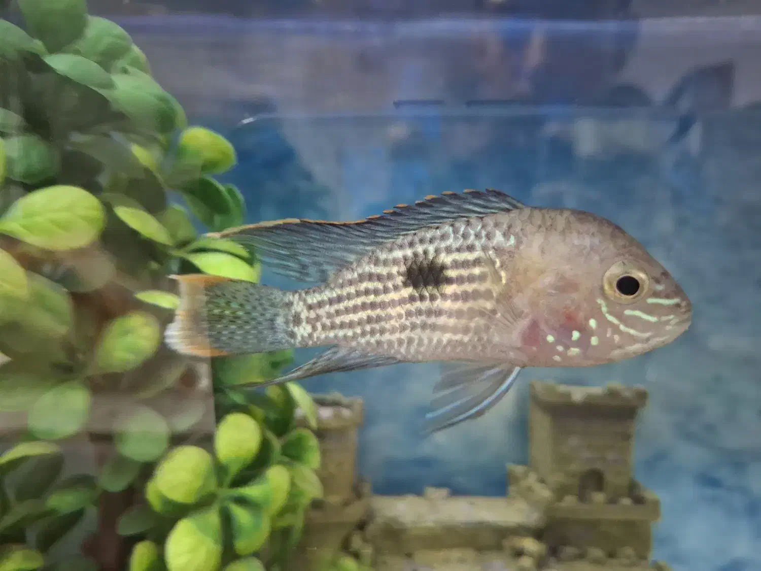 یک جفت گرین تیلور بالغ و سالم|ماهی|تهران, وحیدیه|دیوار