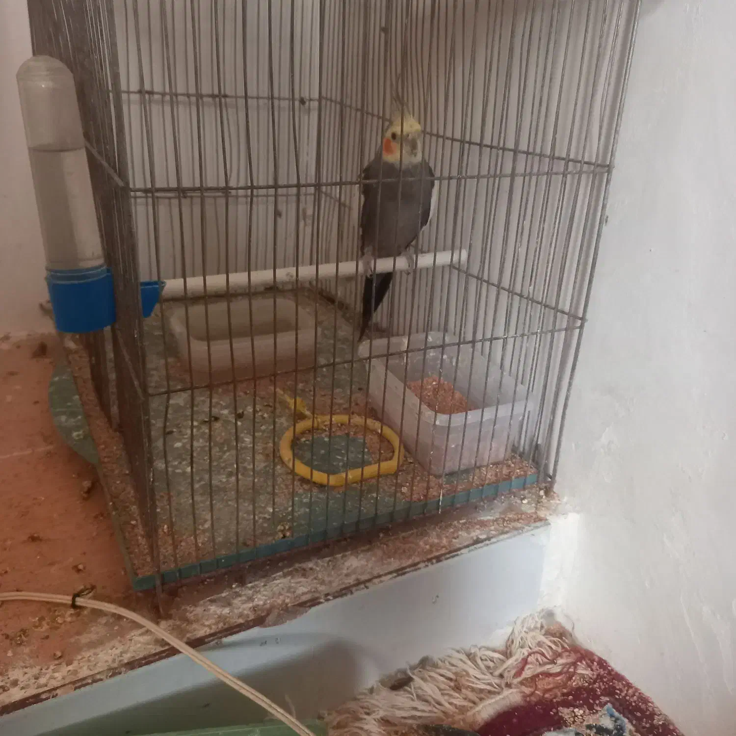 یک جفت عروس هلندی|پرنده|باروق, |دیوار