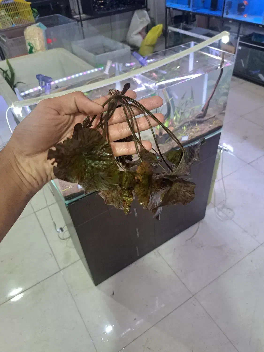 گیاه طبیعی پلنت شارژ شد AQUA SEYF|ماهی|زنجان, |دیوار