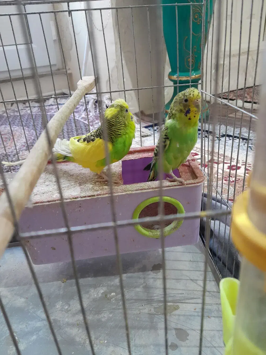 پرنده مرغ عشق نر و ماده|پرنده|تبریز, |دیوار