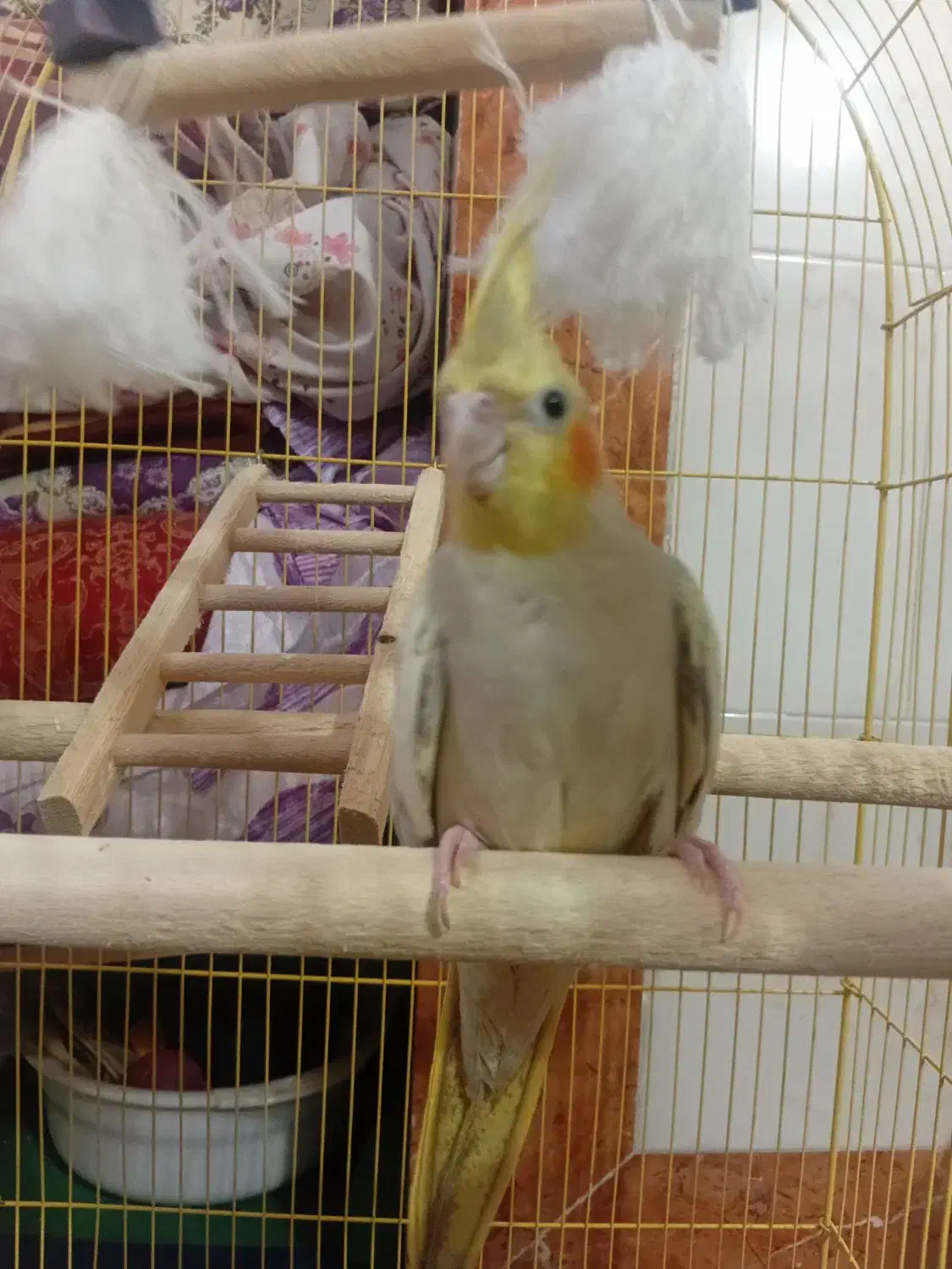 عروس هلندی|پرنده|علی‌آباد کتول, |دیوار