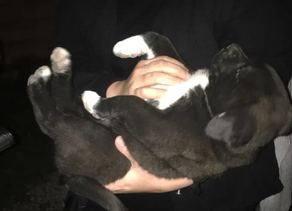 سگ کوچیک|حیوانات|اندیشه, اندیشه فاز ۳|دیوار