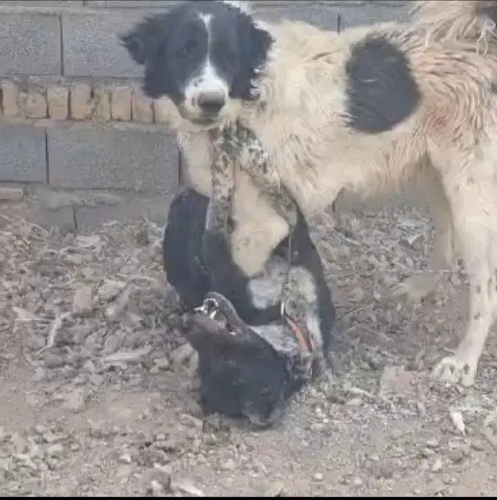 گمشده|سگ|شوشتر, |دیوار