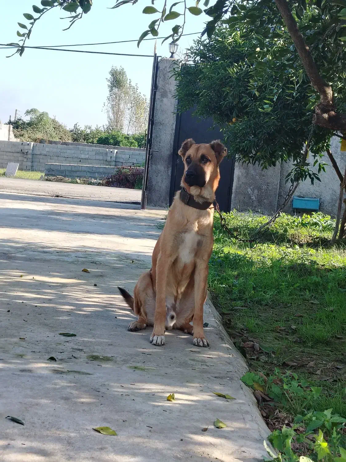 سگ‌ نگهبان|سگ|قائم‌شهر, |دیوار