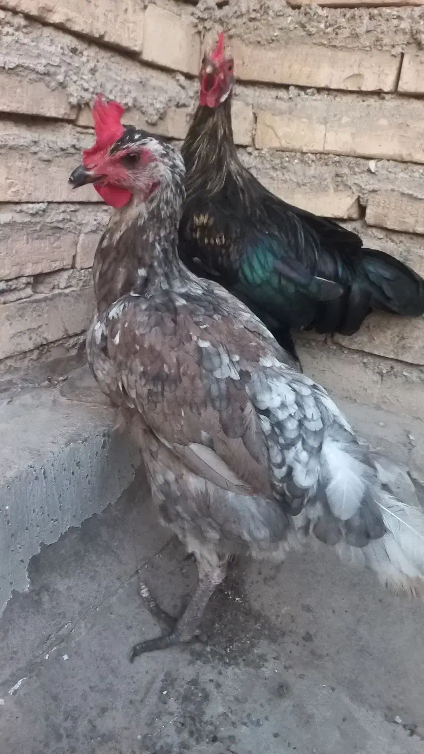 مرغ لاری|حیوانات مزرعه|کارون, |دیوار