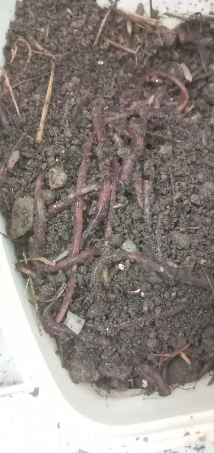 طعمه ماهیگیری کِرم خاکی(باغچه) (کرم کمپوست نیست)|ماهیگیری|تهران, حکیمیه|دیوار