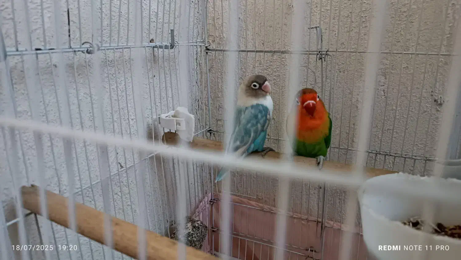 طوطی برزیلی|پرنده|رباطکریم, رباطکریم|دیوار