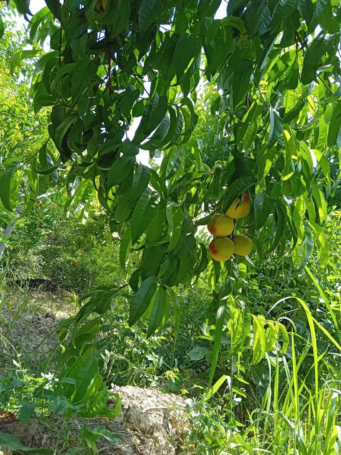 درخت به و هلو|حراج|تهران, شهرک شریفی|دیوار