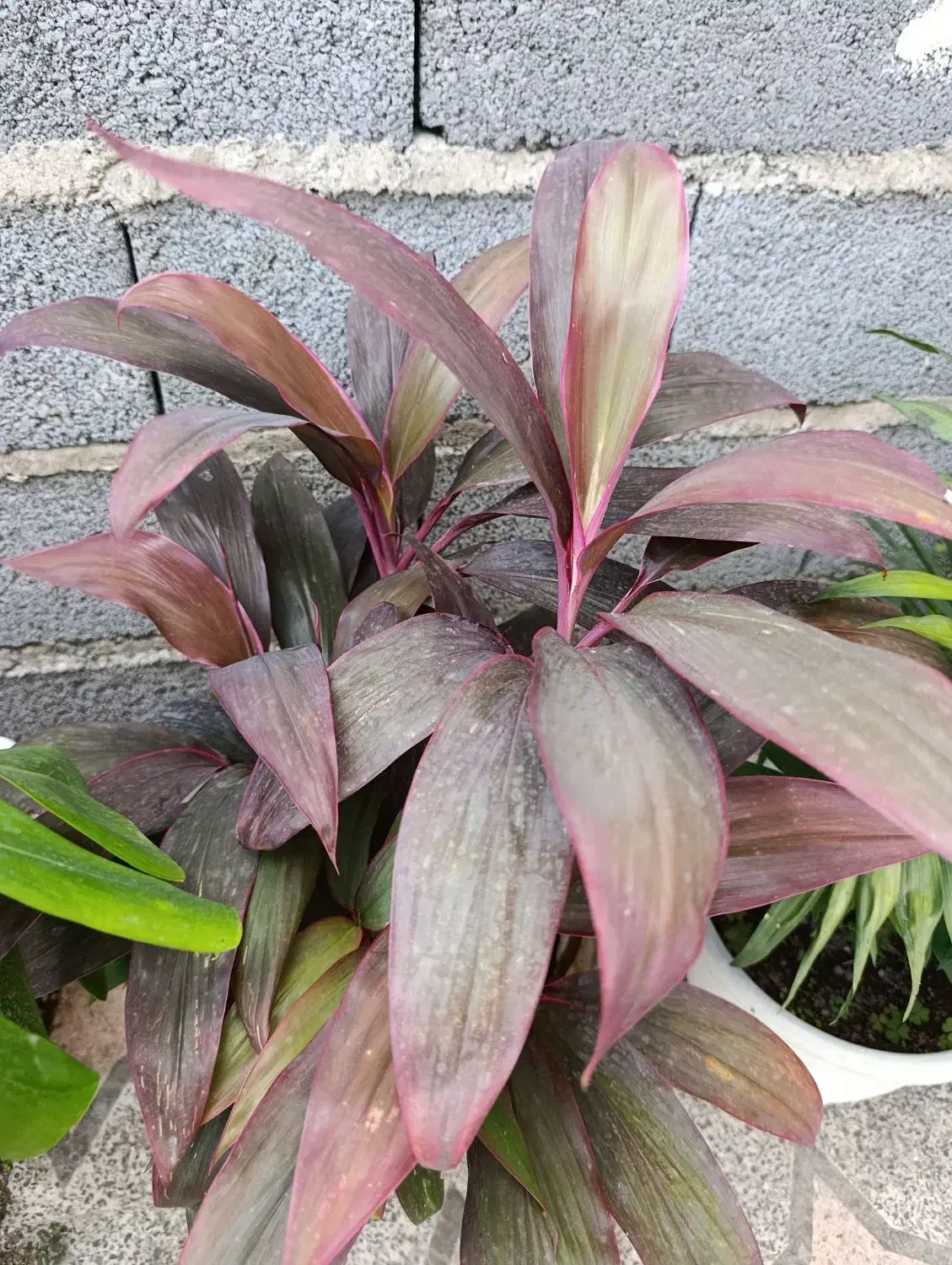 گل کردلین|گل و گیاه طبیعی|رشت, حومه رشت|دیوار