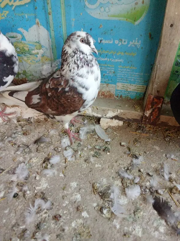 کفتر|پرنده|همدان, |دیوار