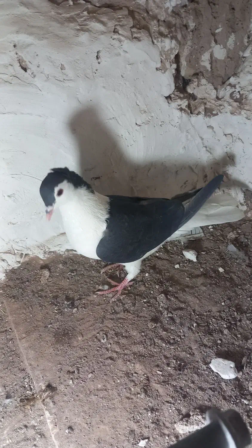 کبوتر درست|پرنده|بیرجند, |دیوار