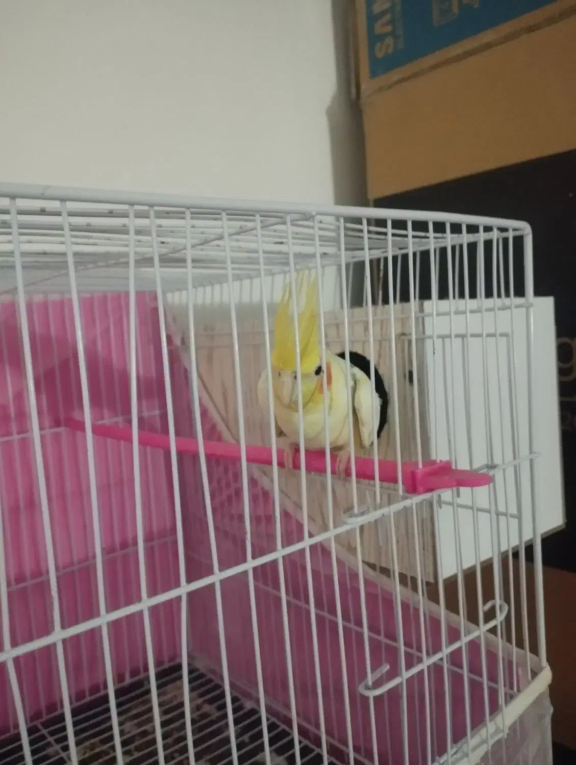 لوتینو|پرنده|مشهد, طبرسی شمالی|دیوار