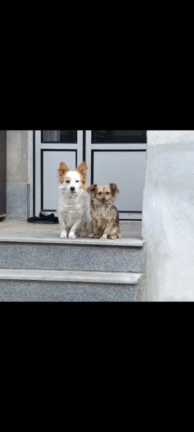 سگ نرو ماده|سگ|میاندوآب, |دیوار