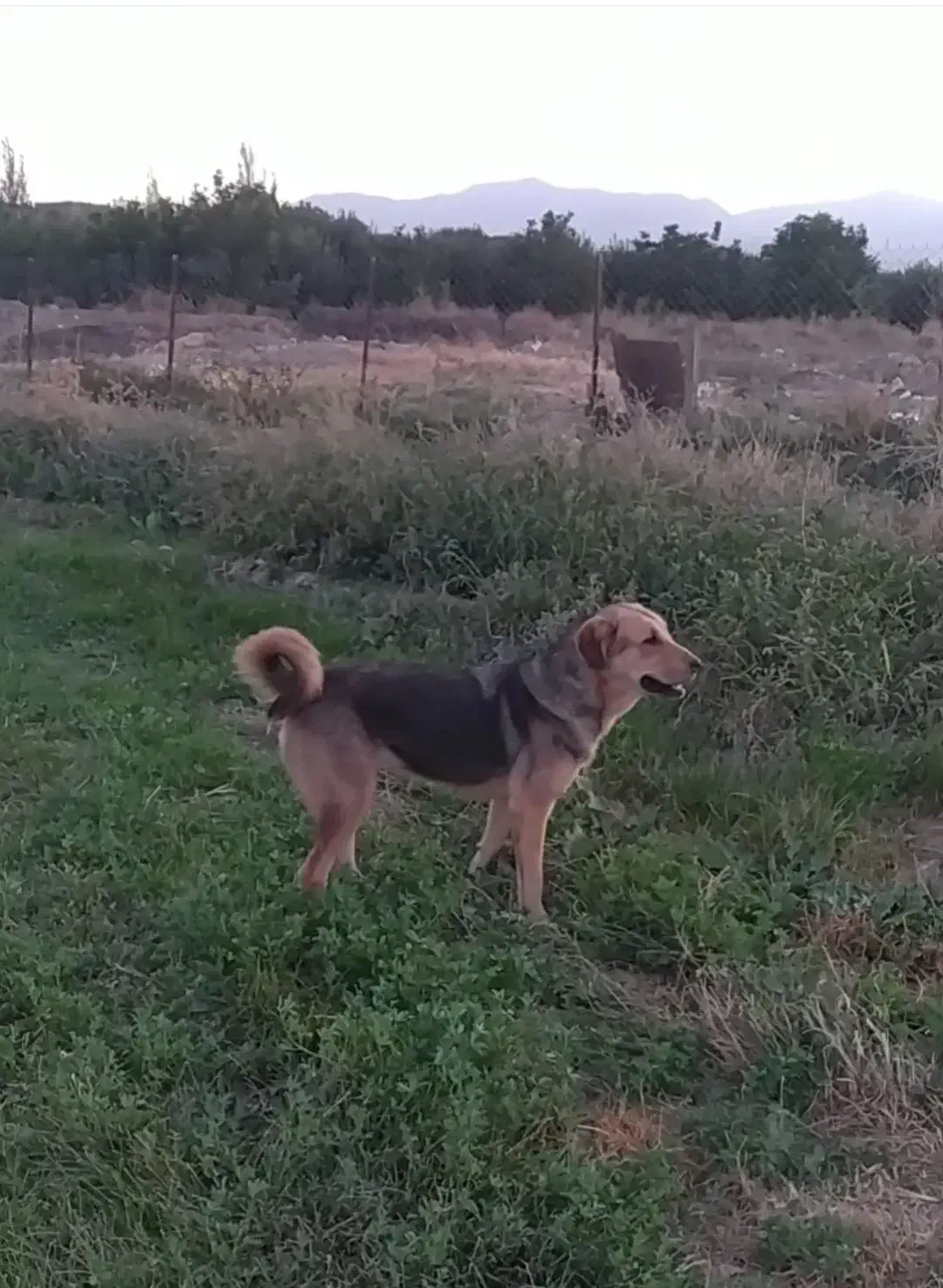 فروشی|سگ|اشنویه, |دیوار