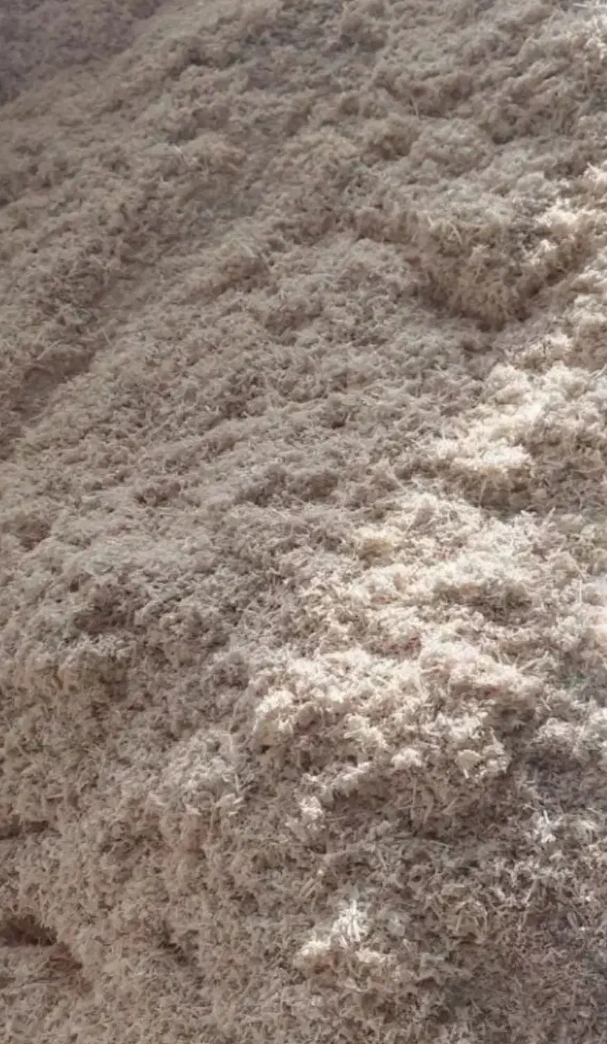 پوشال چوب و خاک اره|لوازم جانبی حیوانات|محمدشهر, شهرک چمران|دیوار