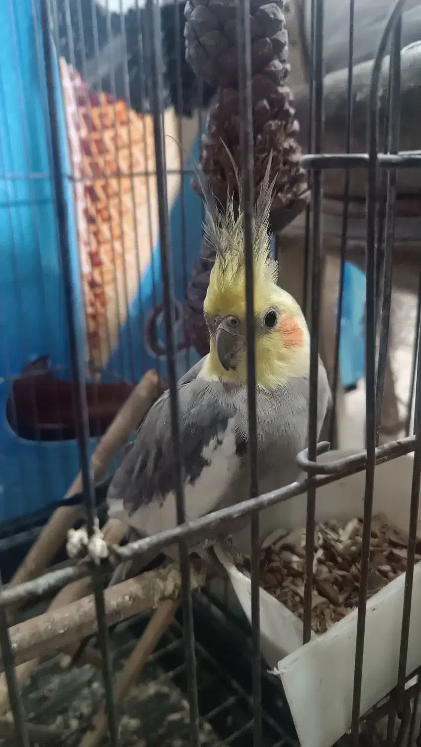 عروس هلندی با قفس|پرنده|گرگان, |دیوار