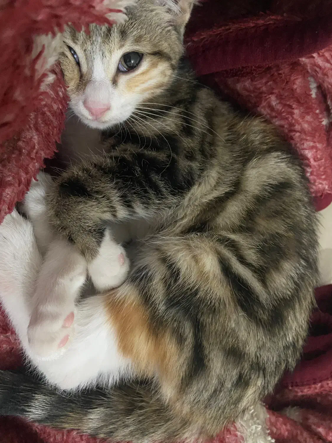 گربه dsh|گربه|هشتگرد, شهرک صبا سوله|دیوار