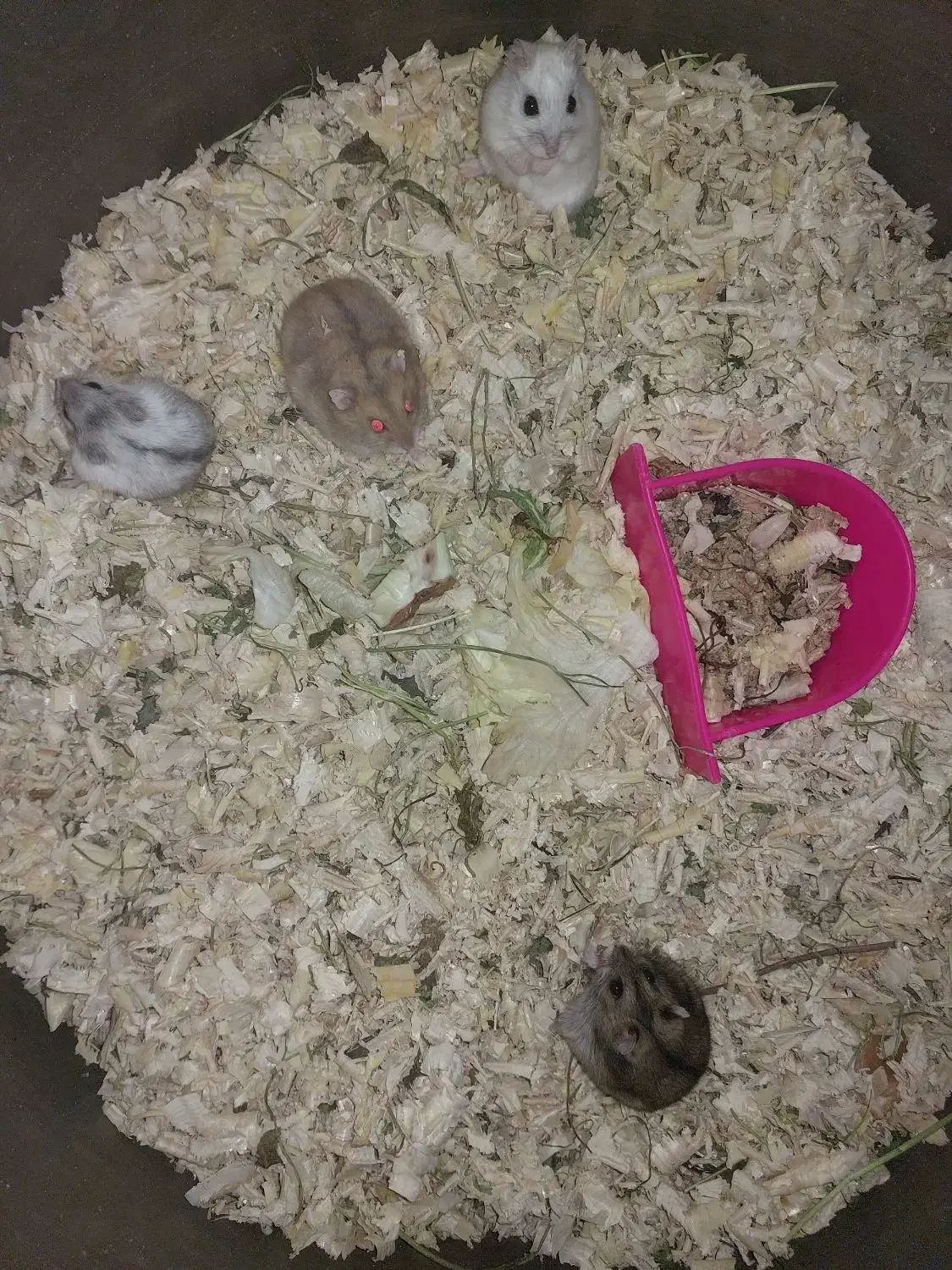 همستر کمپل و سوری|موش و خرگوش|اصفهان, احمدآباد|دیوار